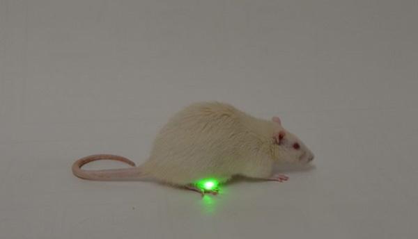 尿急尿频尿不尽有了新疗法：基因编辑+LED照射