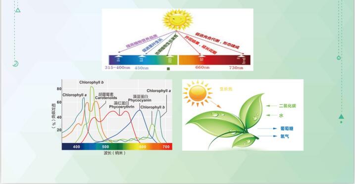 国星光电发布高光效植物光照LED