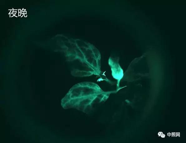 用于照明的“基因编辑技术”