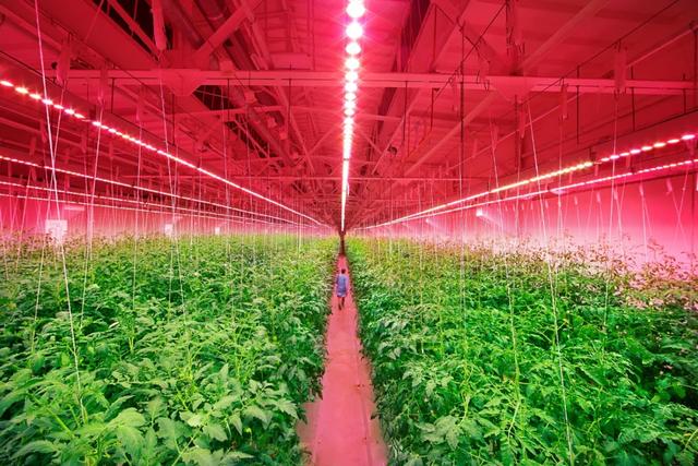 后疫情时代，LED植物照明是否会迎来转机？