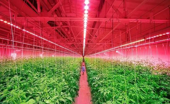 植物照明“新”战事