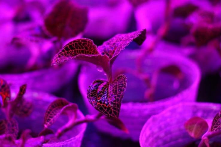 植物补光设备行业发展驱动因素及机遇挑战分析