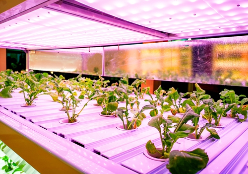 木林森、国星光电等7家LED厂商透露植物照明产品进展