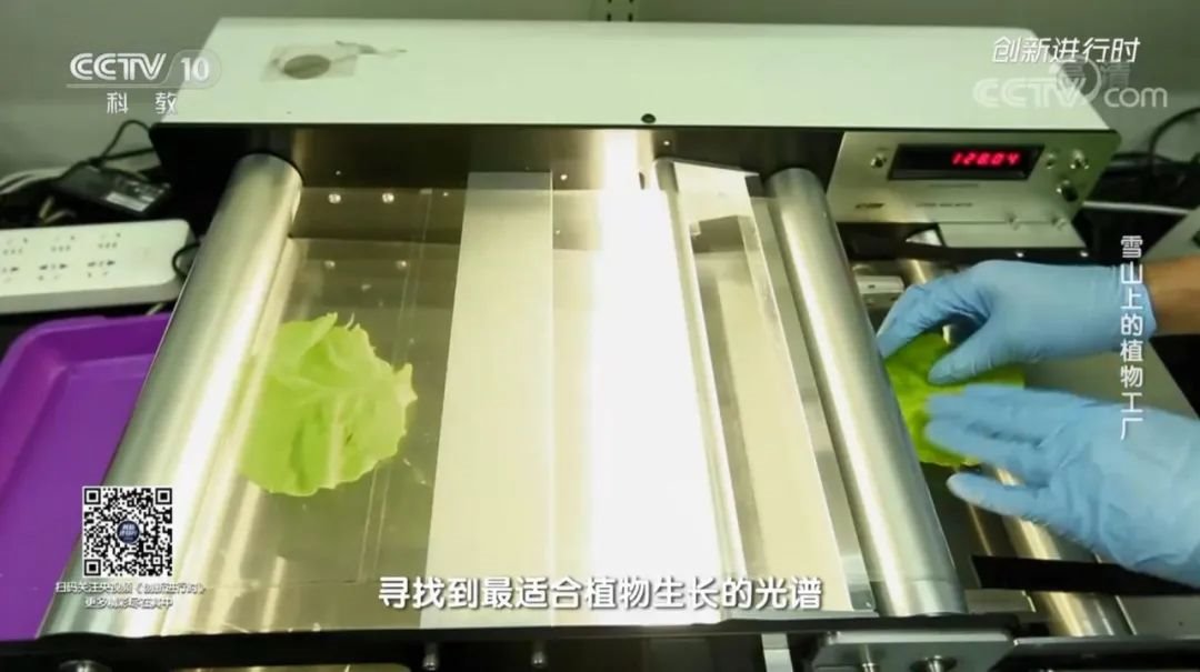 CCTV10《创新进行时》专题报道：雪山上的植物工厂