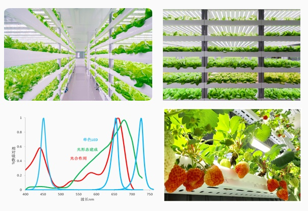 国星光电生物光学LED助力“点亮”智能农业新时代