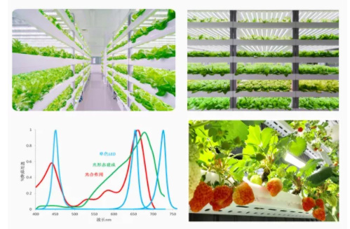 植物照明，国星有哪些杀手锏？