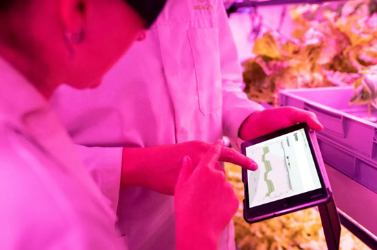 植物照明，国星有哪些杀手锏？