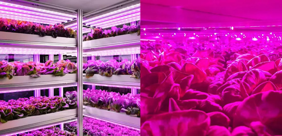 欧司朗推园艺照明产品OSCONIQ® S 5050 Horti White