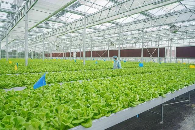 被央视“点名”，神舟十三航天员出征前吃的青菜来自LED植物工厂