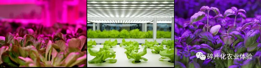 LED：未来农业的“光”明