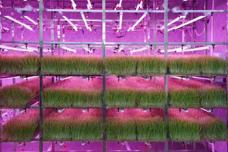 木林森荣获《投资时报》2021年度 “非凡投资价值企业”等两项大奖