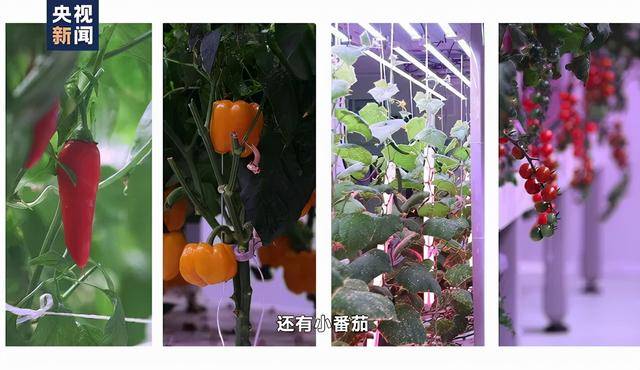 万润科技、木林森、崧盛股份等在植物照明领域最新动态一览 