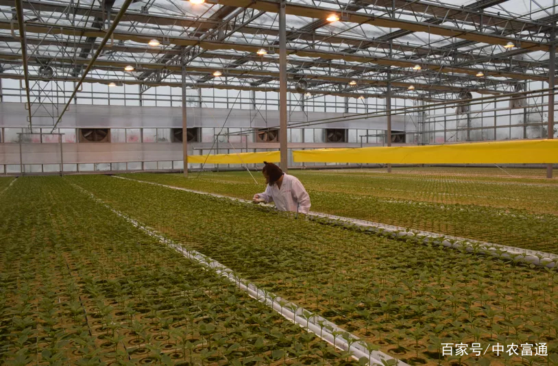 人工光植物工厂生产力提升的LED照明策略