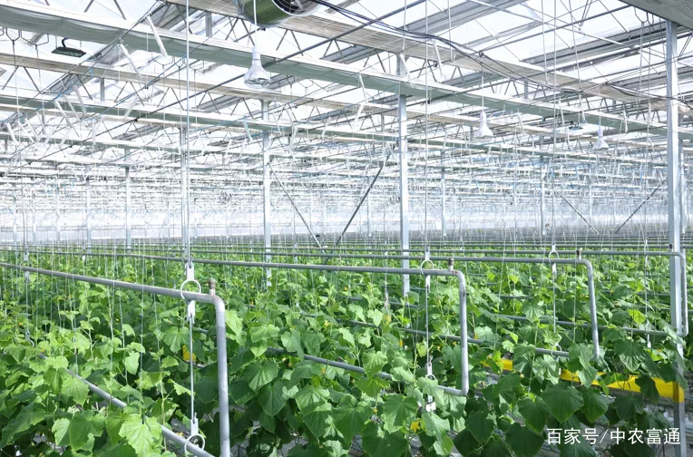 人工光植物工厂生产力提升的LED照明策略
