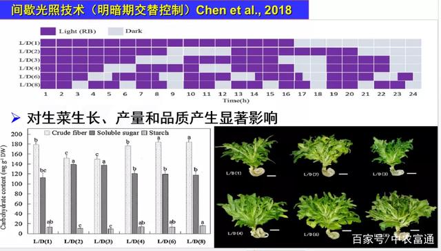 人工光植物工厂生产力提升的LED照明策略
