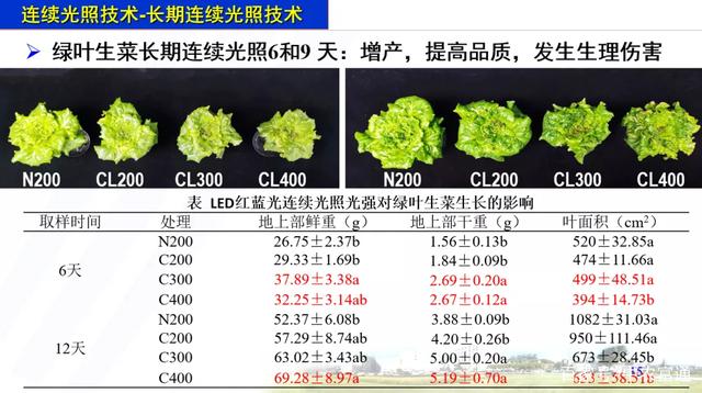 人工光植物工厂生产力提升的LED照明策略