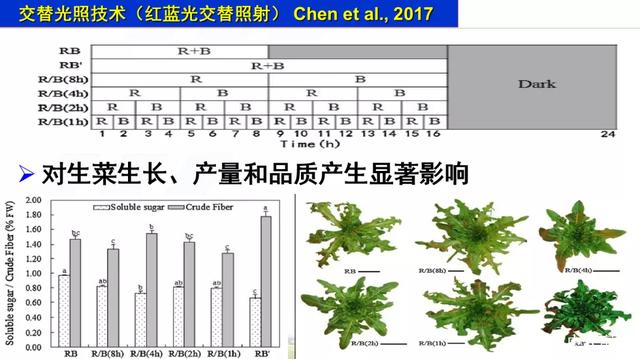 人工光植物工厂生产力提升的LED照明策略