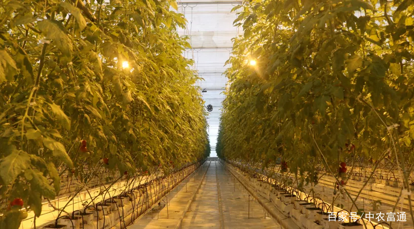 人工光植物工厂生产力提升的LED照明策略