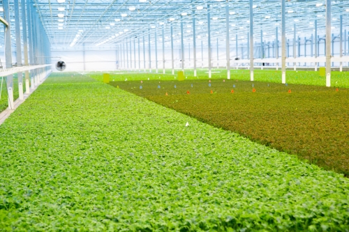2021年全球9大植物工厂动态盘点