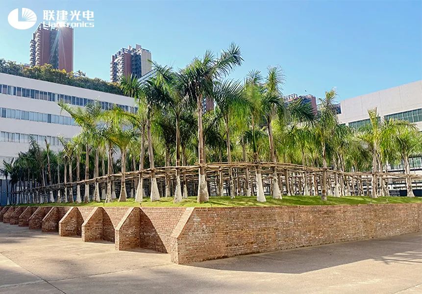 向阳而生 蓄力成林丨联建光电眼中，岂止“十年”树木