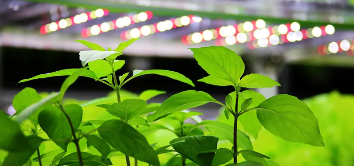 植物照明产业链盘点，22家企业如此布局