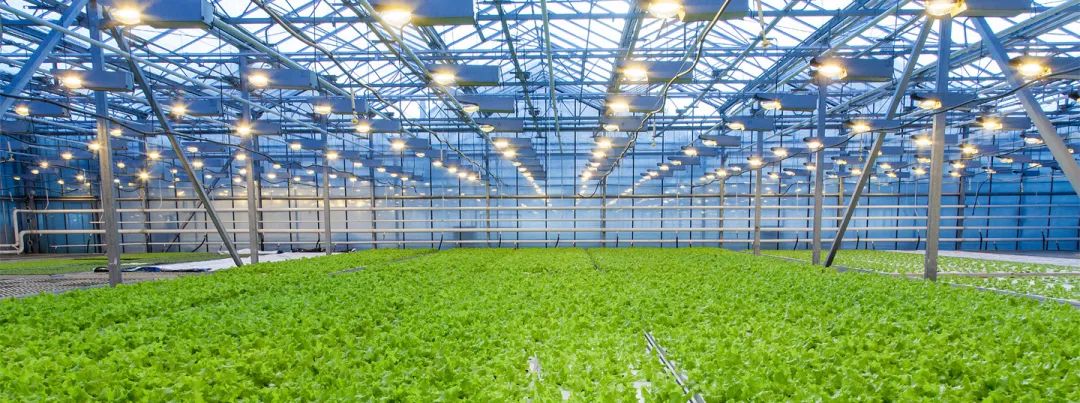 智能照明、教育照明、植物照明、紫外消毒灯......哪条赛道有“钱”景？！