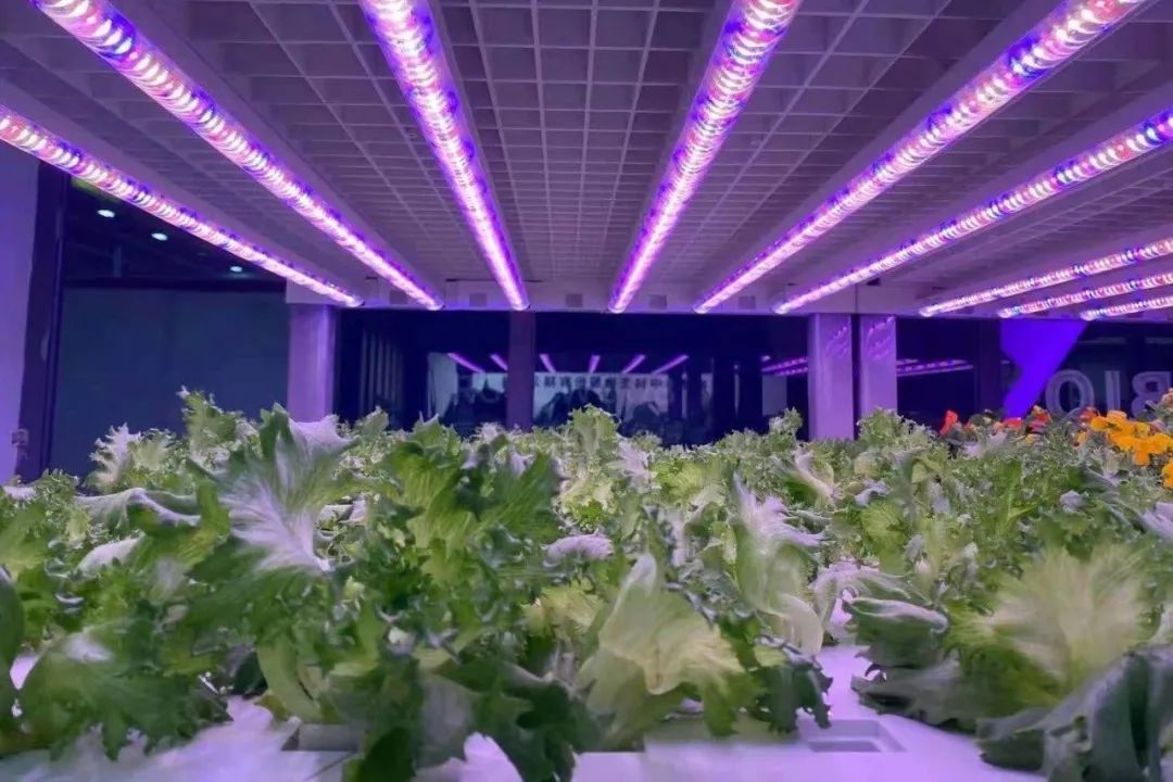 植物照明业务增长超4倍!这家LED照企董事长现身说法…… 植物照明业务增长超4倍!这家LED照企董事长现身说法……