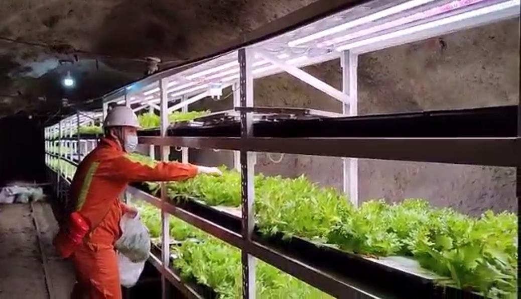 地下245米废弃矿井种出蔬菜！植物工厂关键技术研究出成果