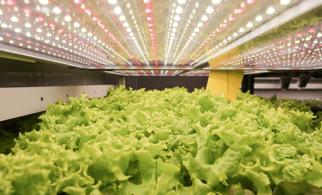  光谷企业研发“植物工厂”，用LED灯当“太阳”，可实现“外星种菜”，去年收入过亿