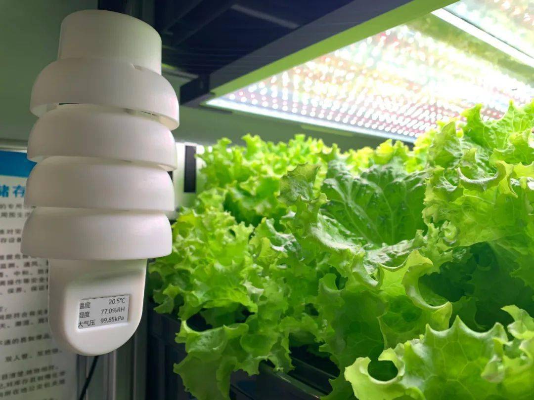  光谷企业研发“植物工厂”，用LED灯当“太阳”，可实现“外星种菜”，去年收入过亿