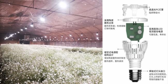 三思全光谱LED补光方案助力云南900㎡满天星基地提质增效