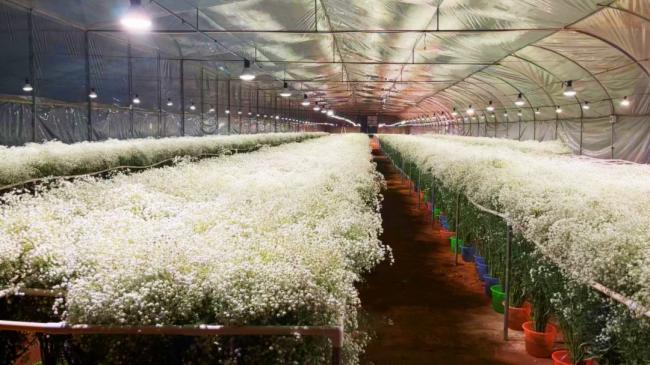 三思全光谱LED补光方案助力云南900㎡满天星基地提质增效