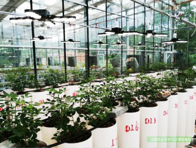 三思全光谱LED补光方案助力云南900㎡满天星基地提质增效
