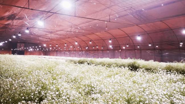 三思全光谱LED补光方案助力云南900㎡满天星基地提质增效