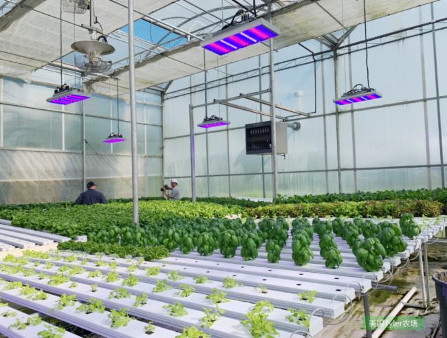 三思全光谱LED补光方案助力云南900㎡满天星基地提质增效