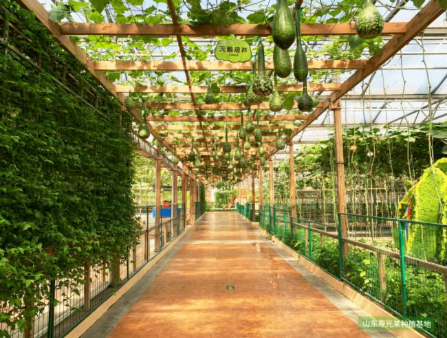 三思全光谱LED补光方案助力云南900㎡满天星基地提质增效