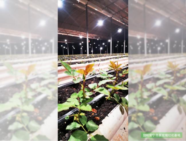 三思全光谱LED补光方案助力云南900㎡满天星基地提质增效