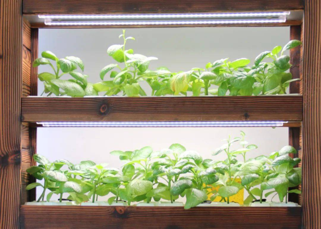 植物照明引领未来农业革命，LED植物补光灯2024年市场规模将达57.0亿美元