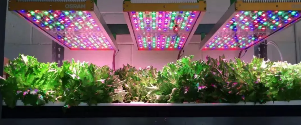 植物照明引领未来农业革命，LED植物补光灯2024年市场规模将达57.0亿美元