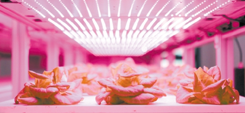 ​全球28家植物工厂/垂直农场动态盘点