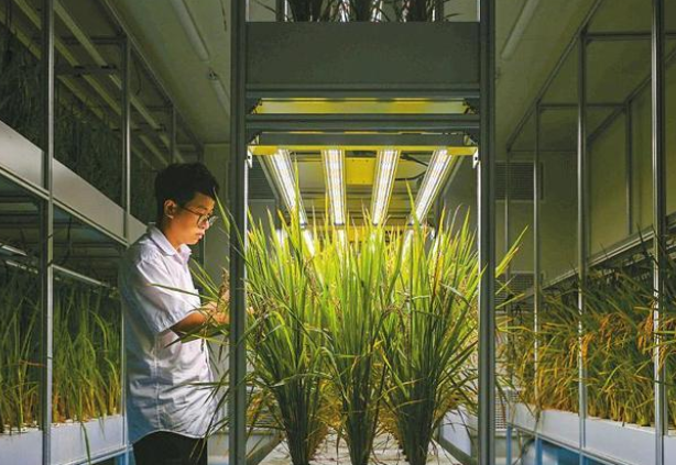 “加速”种水稻60天可收获，LED如何为“植物工厂”上分？