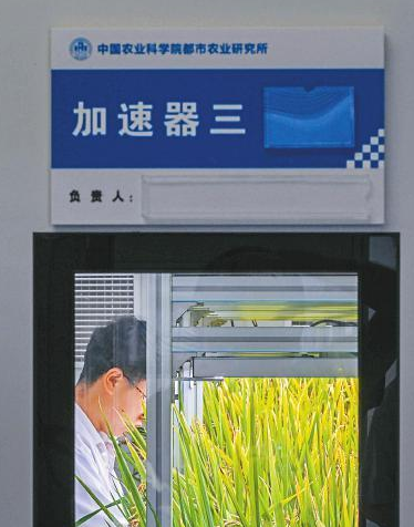 “加速”种水稻60天可收获，LED如何为“植物工厂”上分？