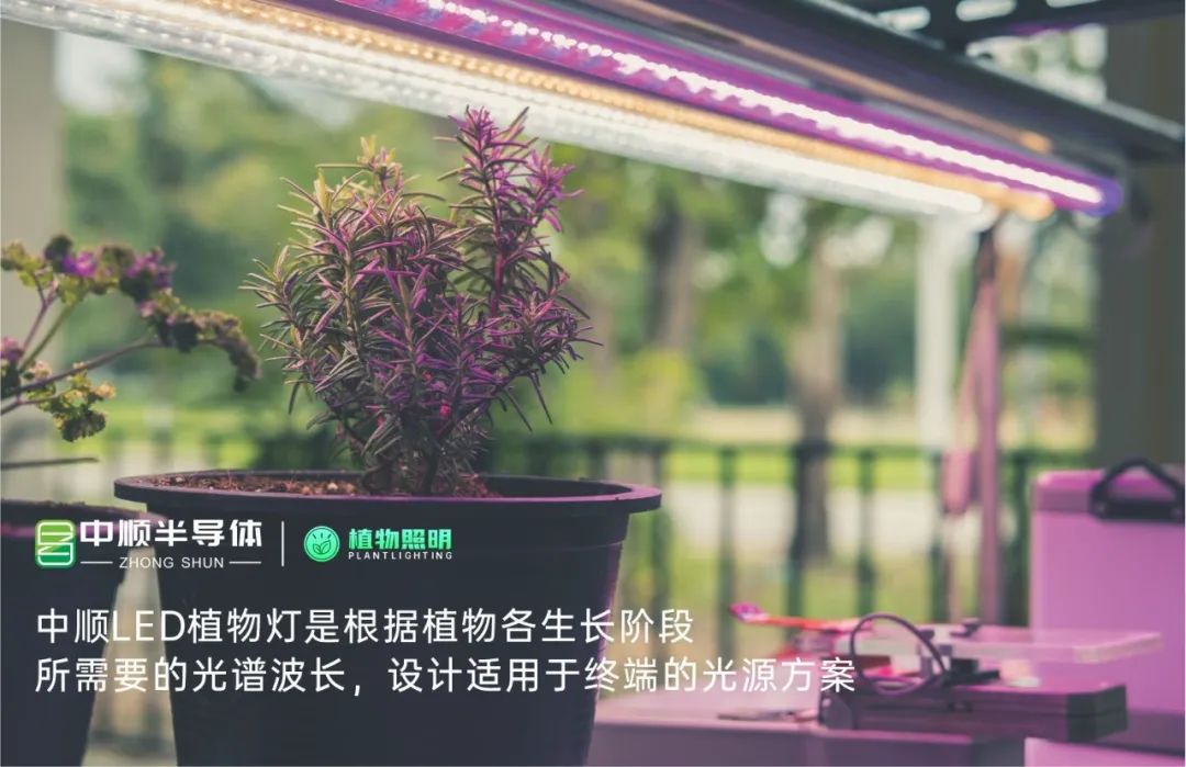 提升20%产量！中顺LED植物灯如何做到？