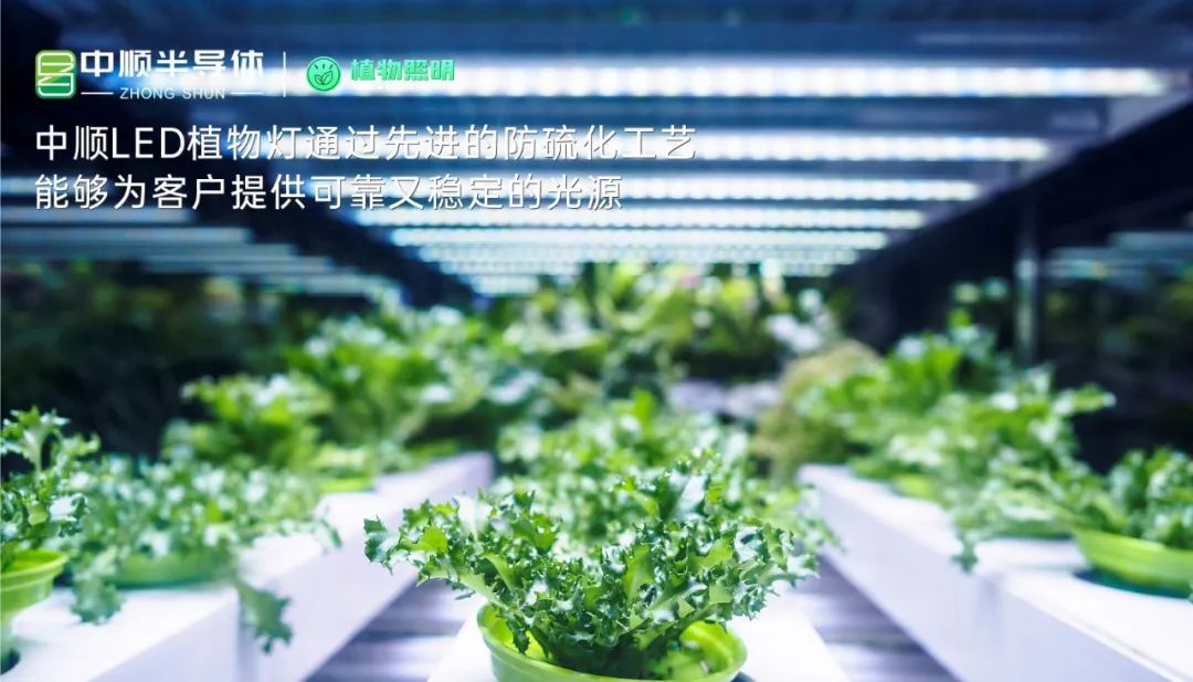 提升20%产量！中顺LED植物灯如何做到？