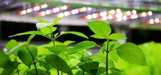 植物照明引领未来农业，LED植物补光灯2024年市场将达57.0亿美元 