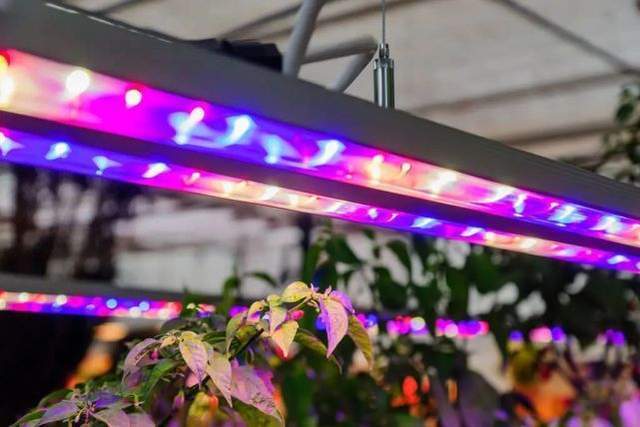 植物照明引领未来农业，LED植物补光灯2024年市场将达57.0亿美元 