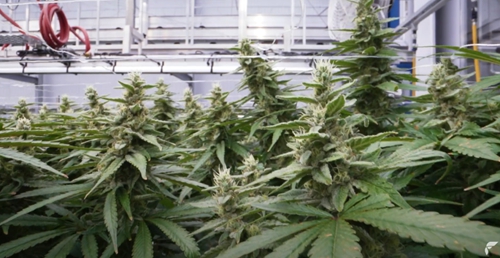 五大动能加持,LED植物照明“放长线钓大鱼” 五大动能加持,LED植物照明“放长线钓大鱼”