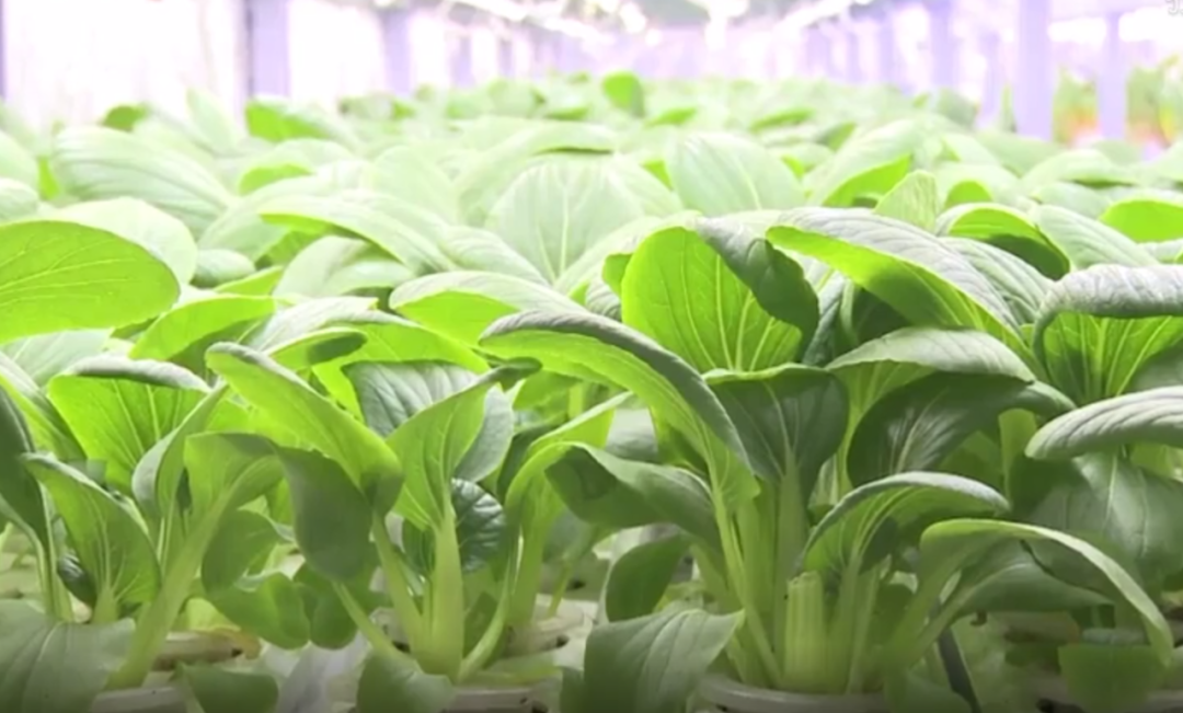 中国植物工厂技术助力卡塔尔世界杯蔬菜供给