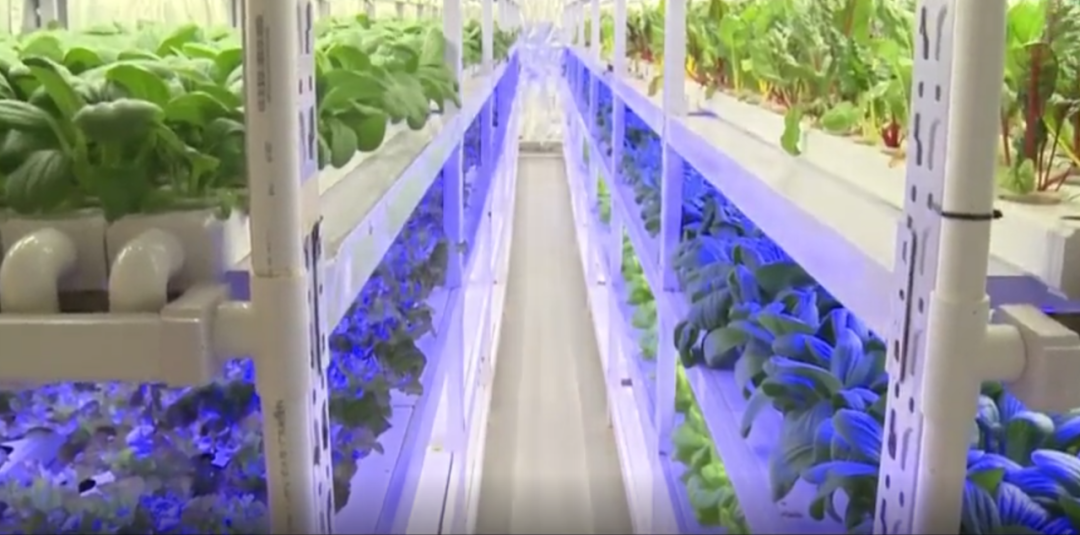 中国植物工厂技术助力卡塔尔世界杯蔬菜供给