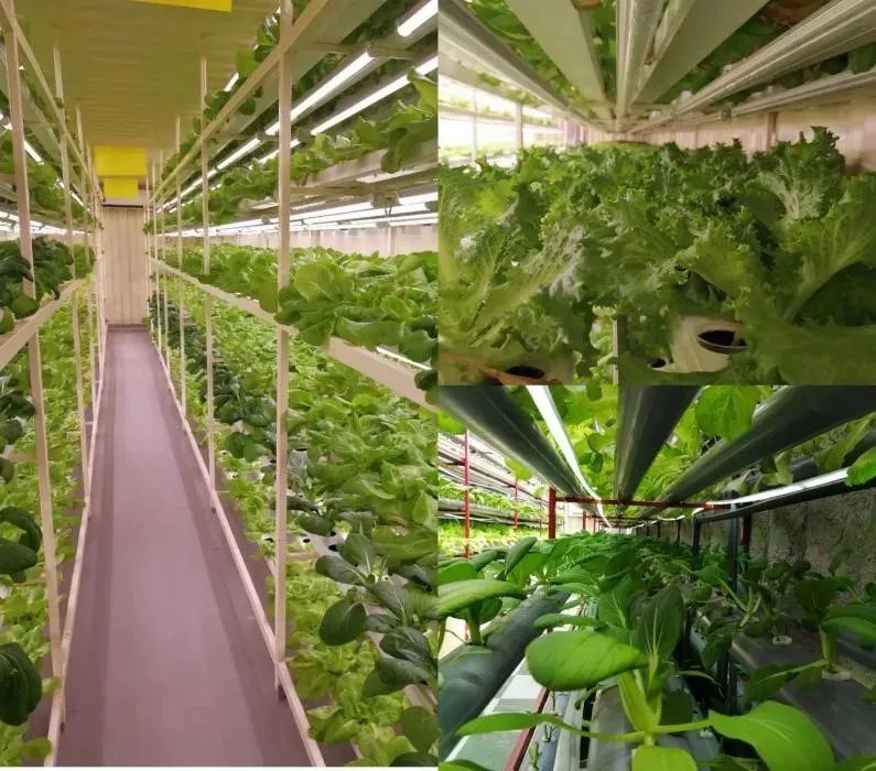 中国植物工厂技术助力卡塔尔世界杯蔬菜供给